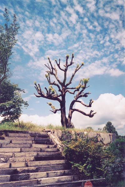 http://www.landscape-studio.net/files/gimgs/41_kyototempletree.jpg