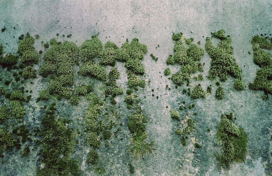 http://www.landscape-studio.net/files/gimgs/41_moss.jpg