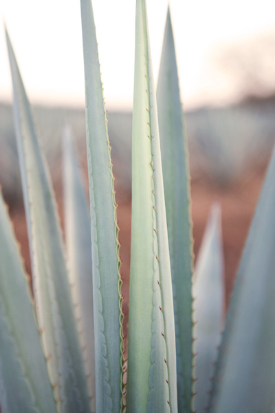 http://www.landscape-studio.net/files/gimgs/47_n0010123agave.jpg