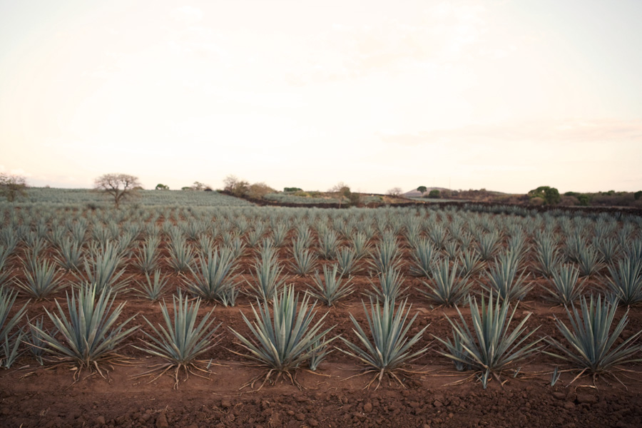 http://www.landscape-studio.net/files/gimgs/47_n0010145agave2.jpg
